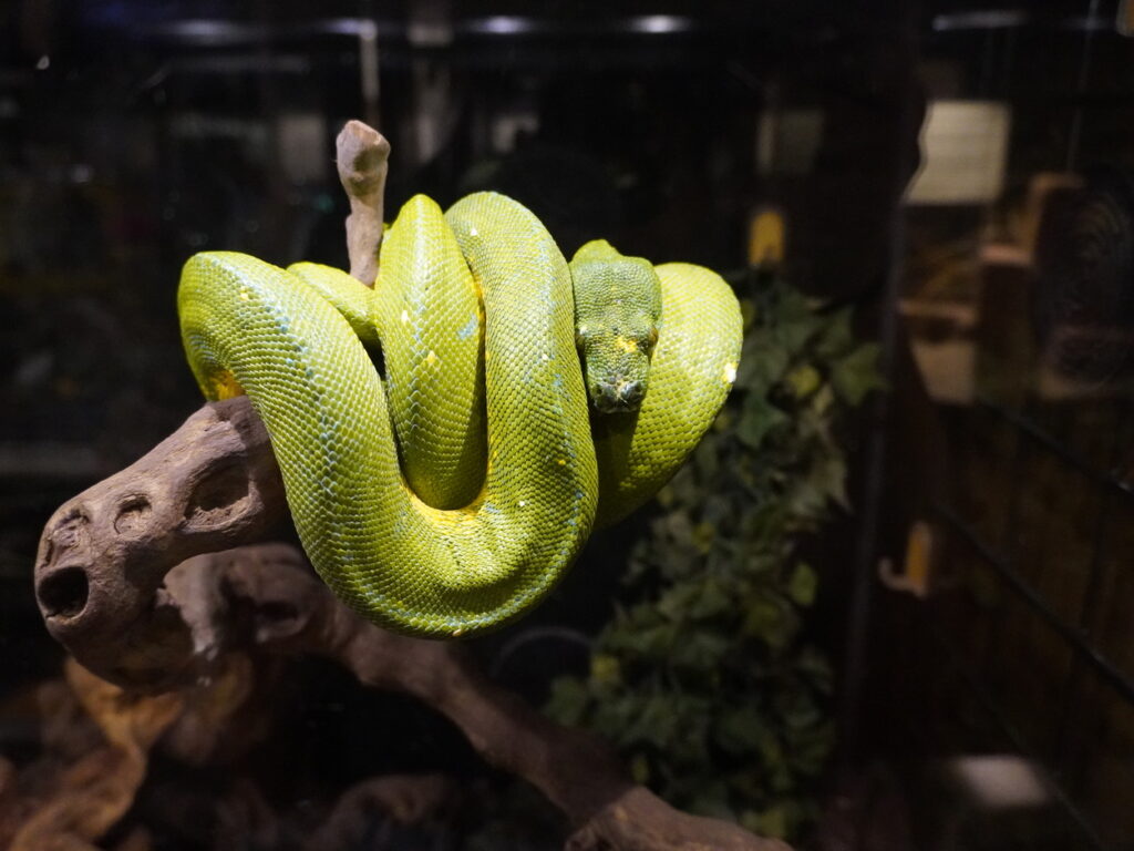 Best Museums in Albuquerque: Balloons, Rattlesnakes, and Bombs