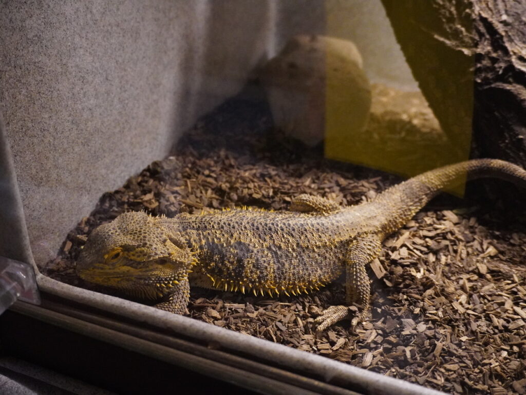 Best Museums in Albuquerque: Balloons, Rattlesnakes, and Bombs